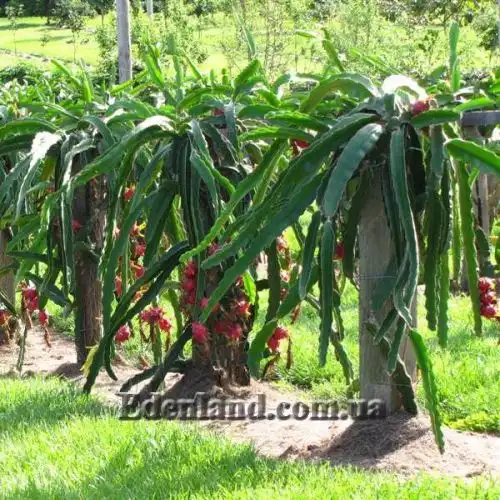 Изображение плодоносящие растения