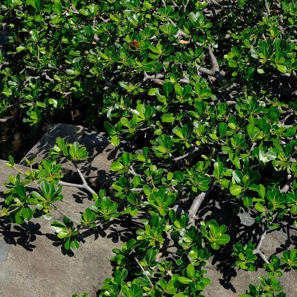 Изображение Манилкара одноцветная  - Manilkara concolor