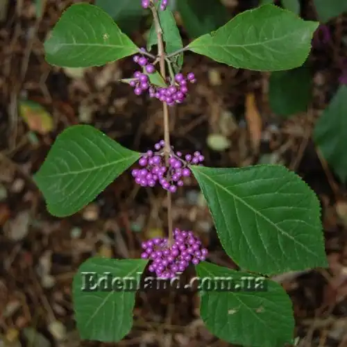 Изображение Каликарпа Бодинье - Callicarpa bodinieri