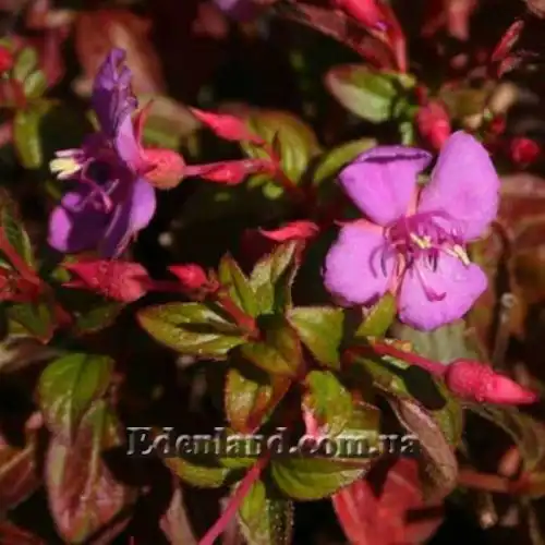 Изображение Центрадения крупнолистная - Centradenia grandifolia