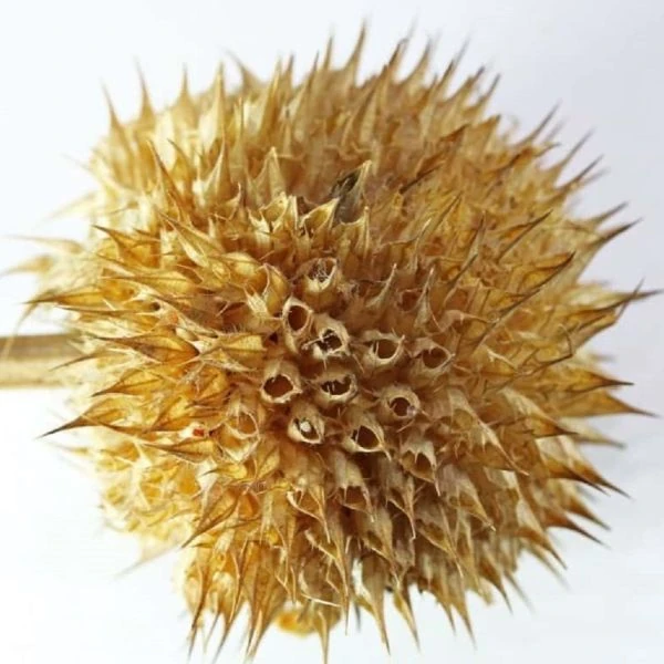 Зображення Леонотіс леонурус білоквітковий - Leonotis leonurus Alba