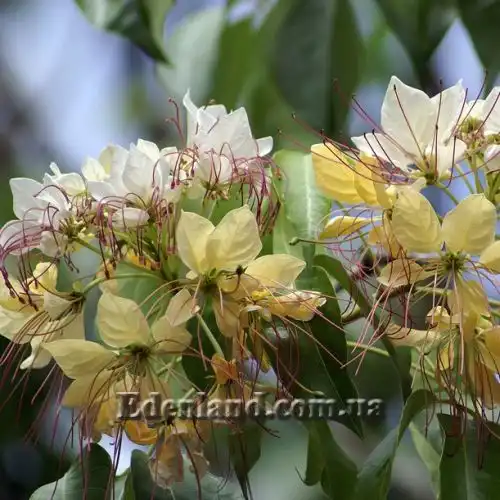 Кратева священная - Crateva religiosa