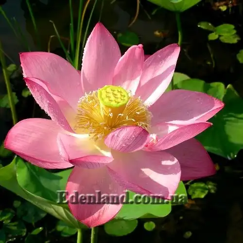 Зображення квітка