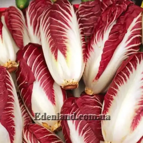 Зображення Цикорій салатний 