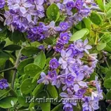 Изображение Гваякум священный  - Guaiacum sanctum