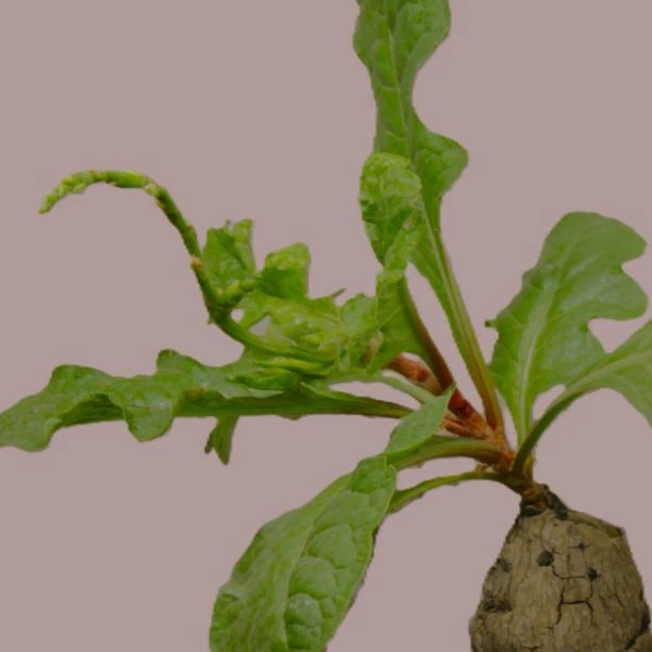 Изображение Оксигонум Штульмана  - Oxygonum stuhlmannii