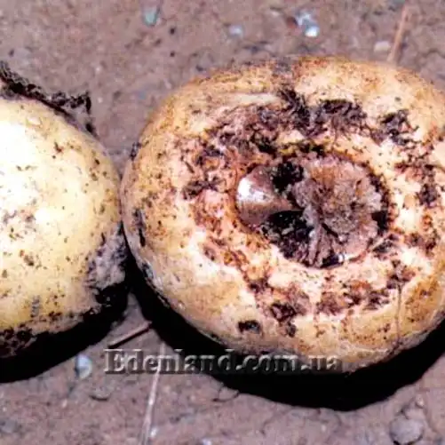 Изображение клубни