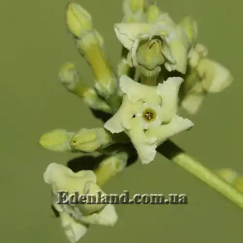 Изображение Альстония школьная - Alstonia scholaris