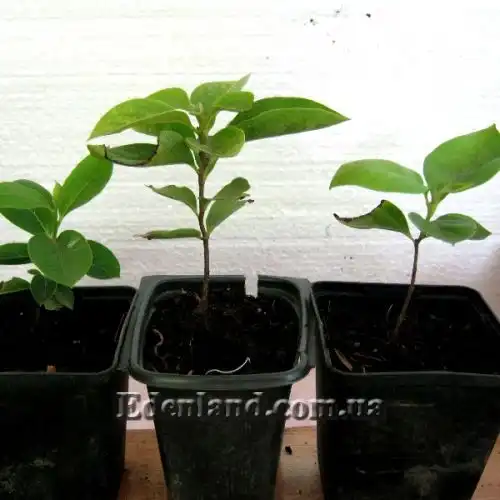 Зображення саженцы в продаже