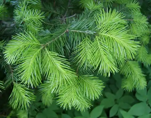 Вічнозелені рослини в саду