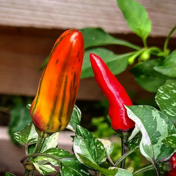 Зображення Перець гострий Халапеньо Тигр - Capsicum annuum ‘Jalapeño Tiger’ 