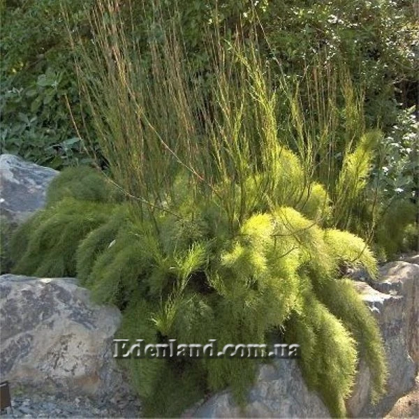 Изображение Родокома гигантская  - Rhodocoma gigantea