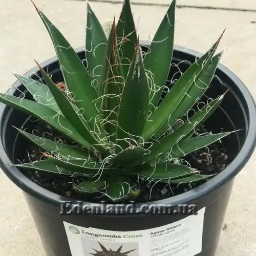 Изображение Агава нитеносная - Agave filifera