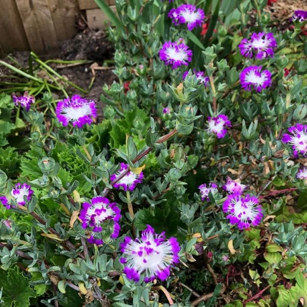 Изображение Эрепсия Пилланс  - Erepsia pillansii