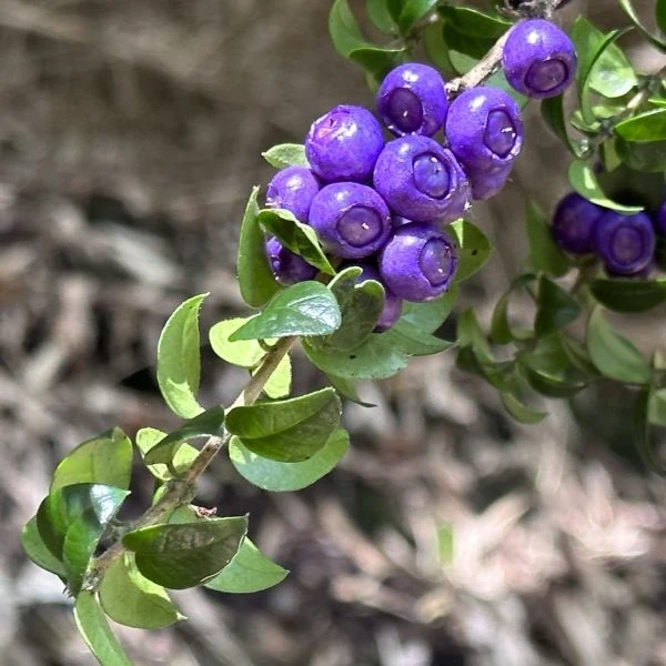 Изображение Рафитамнус колючий - Rhaphithamnus spinosus 