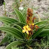 Изображение Вахендорфия метельчатая - Wachendorfia paniculata