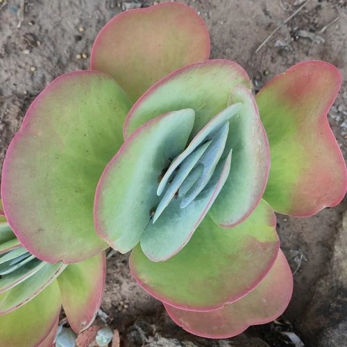 Зображення Каланхое Лусія - Kalanchoe luciae
