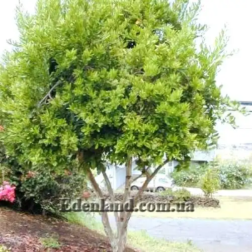 Изображение общий вид дерева