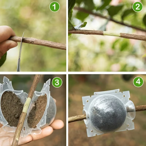 Контейнер для укорінення рослин прозорий