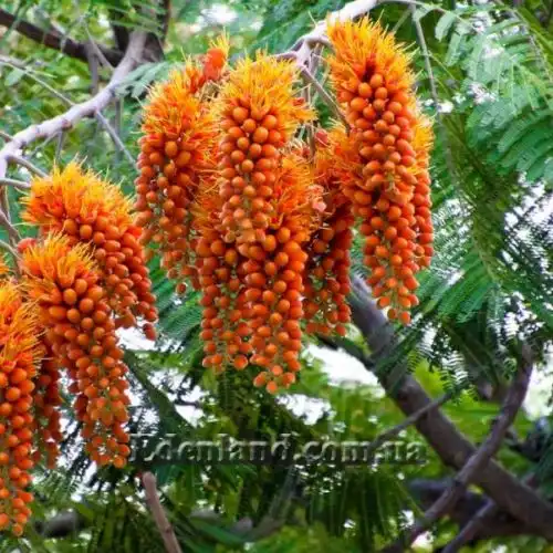 Зображення Кольвілея кістиста - Colvillea racemose