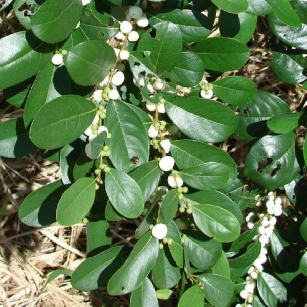 Зображення Флюгея отруйна - Flueggea virosa 