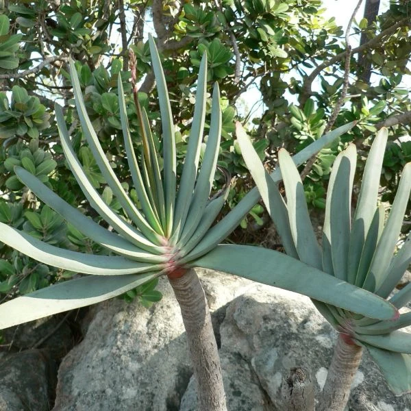 Изображение Кумара складчатая  - Kumara plicatilis