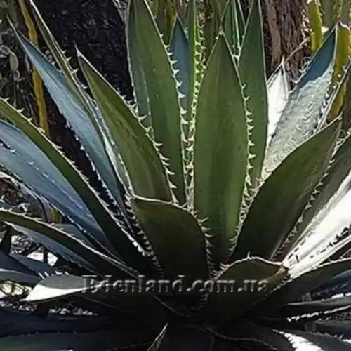 Изображение Агава крупнозубчатая - Agave megalodonta