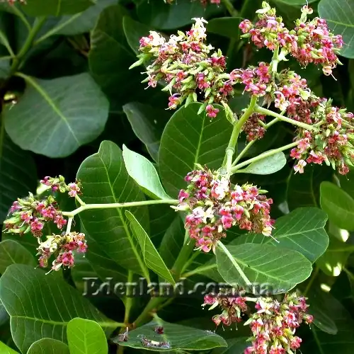 Изображение цветение