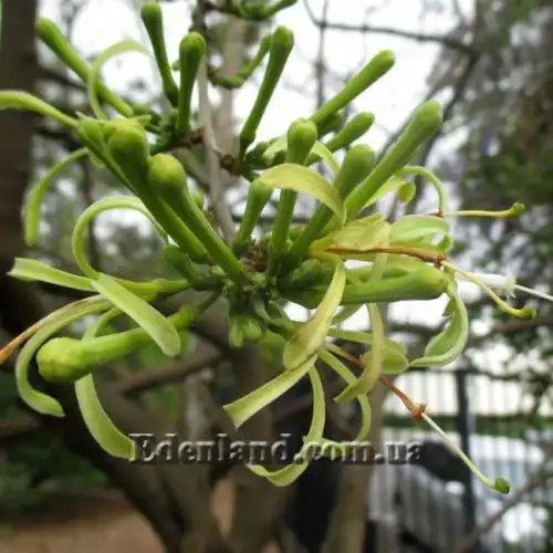 Изображение Туррея обильноцветущая - Turraea floribunda