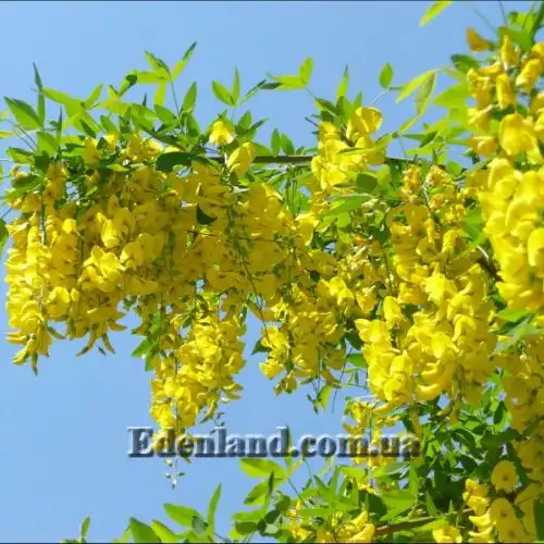 Изображение Лабурнум анагиролистный - Laburnum anagyroides