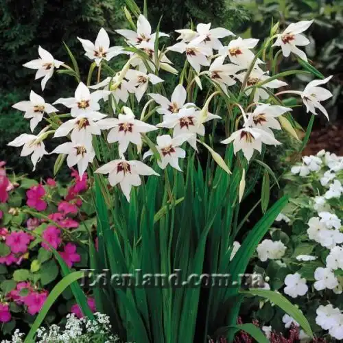 Изображение Ацидантера двухцветная - Acidanthera bicolor