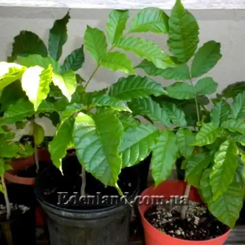 Зображення Маркамія жовта - Markhamia Lutea