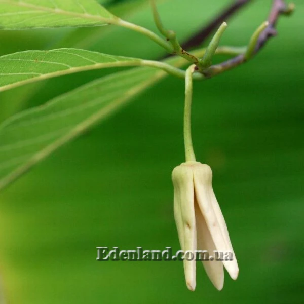 Изображение цветок