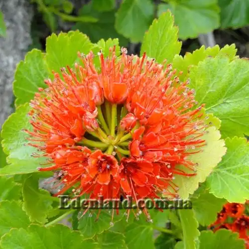 Изображение верхушка соцветия