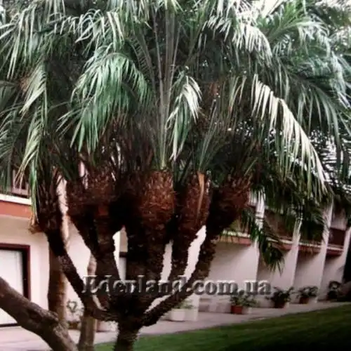 Зображення Фінік Робелена - Phoenix roebelenii