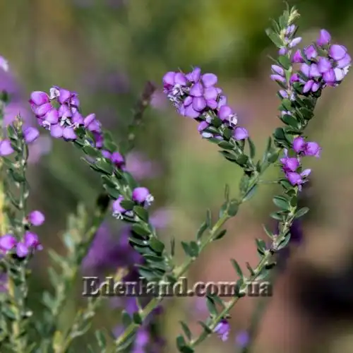 Изображение Муралтия колючая  - Muraltia spinosa
