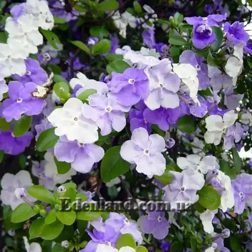 Изображение Брунфельзия широколистная  - Brunfelsia latifolia