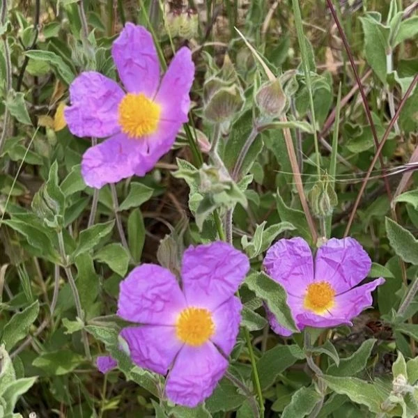 Зображення Чист критський - Cistus creticus  