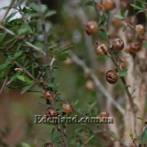 Изображение капсулы с семенами