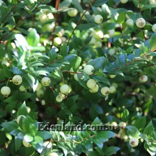 Изображение Мирт обыкновенный белоплодный - Myrtus communis var. leucocarpa