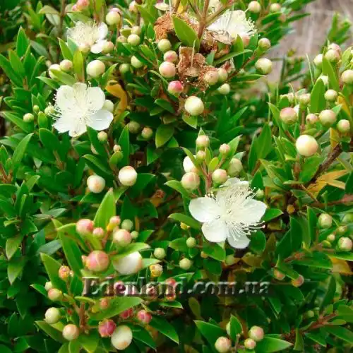 Изображение Мирт обыкновенный - Myrtus communis