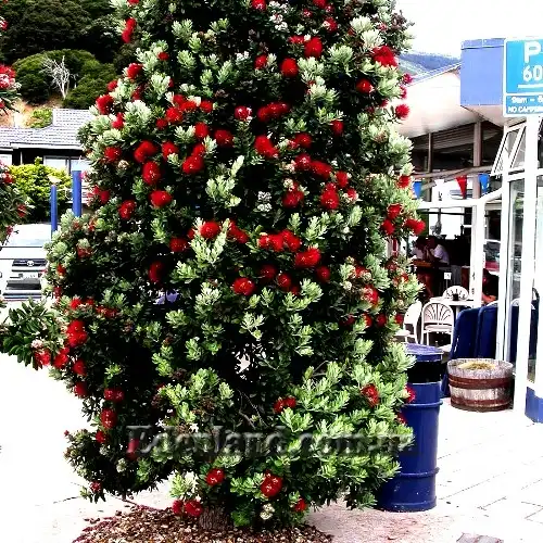 Изображение Метросидерос высокий - Metrosideros excelsa