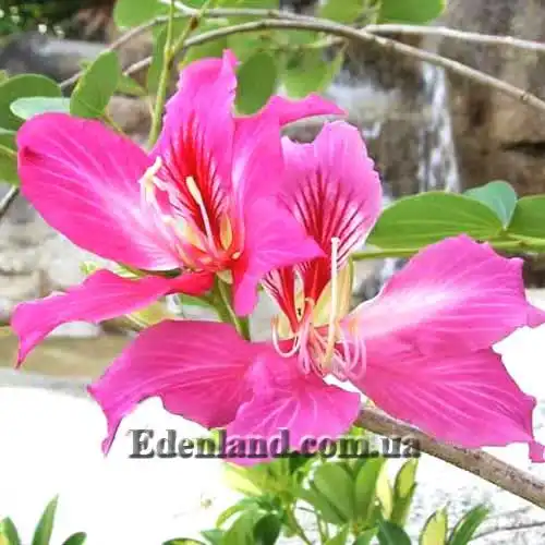 Баухінія пурпурна - Bauhinia purpurea