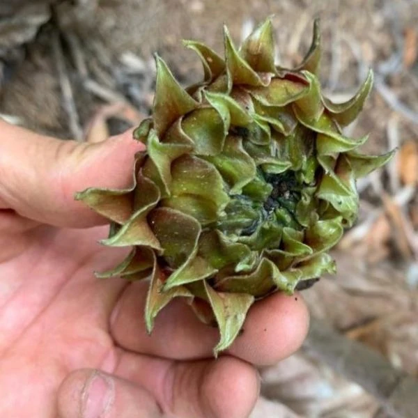 Изображение Фикус Бруса - Ficus brusii 