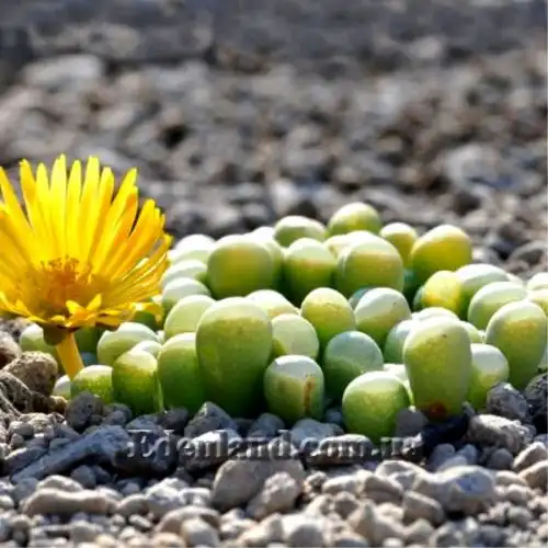Изображение Фенестрария Булаволистная - Fenestraria rhopalophylla subsp. aurantiaca