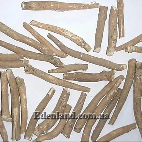 Зображення коріння