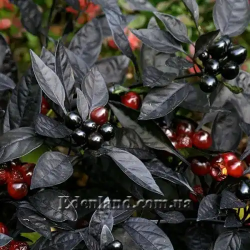 Изображение Перец Черная жемчужина - Capsicum Black Pearl    