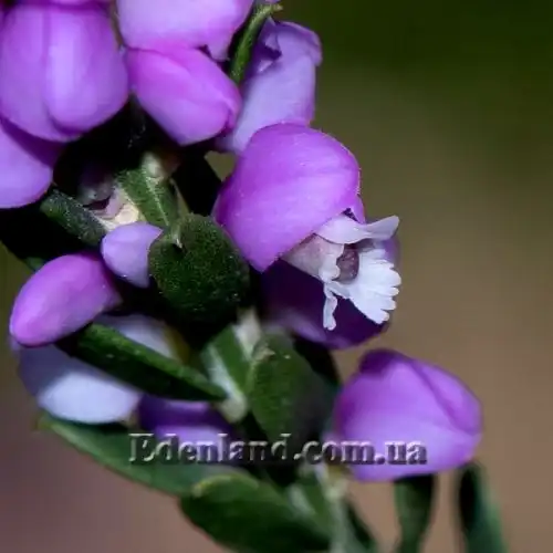 Изображение Муралтия колючая  - Muraltia spinosa