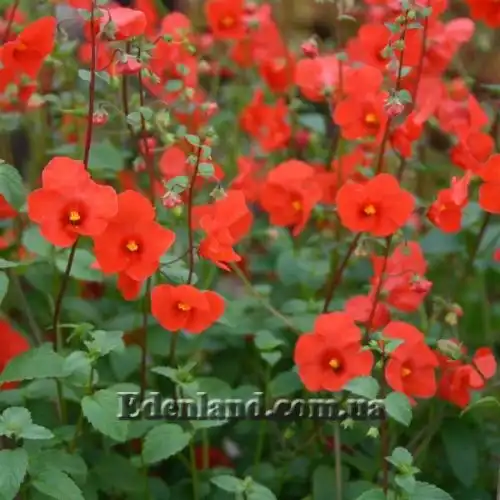 Изображение Алонсоа южная  - Alonsoa meridionalis