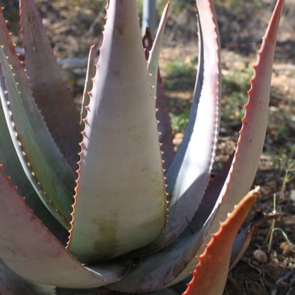 Зображення Алое Чабаудії - Aloe chabaudii